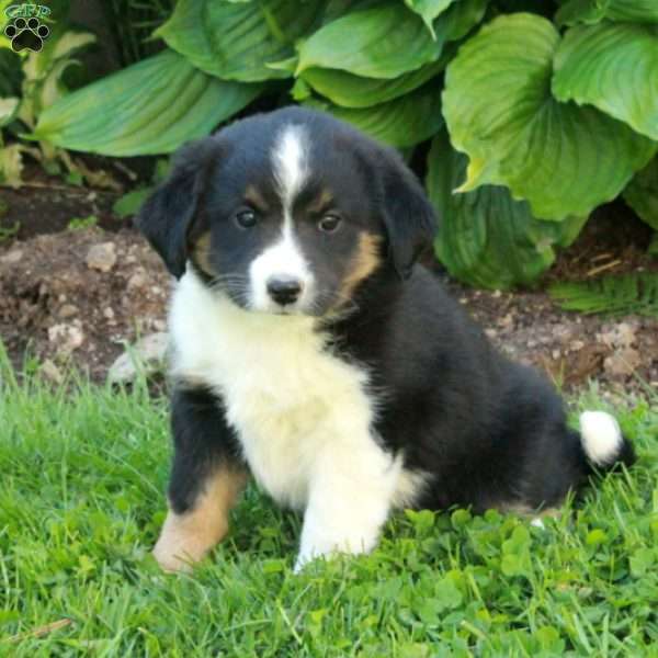 Missy, Miniature Australian Shepherd Mix Puppy