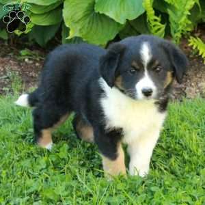 Missy, Miniature Australian Shepherd Mix Puppy