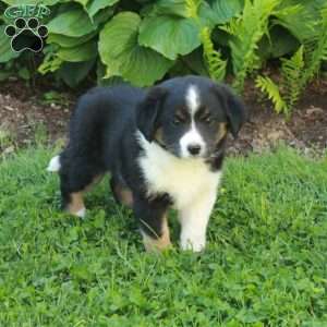 Missy, Miniature Australian Shepherd Mix Puppy
