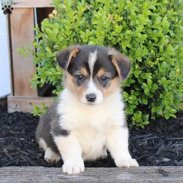 Misty, Pembroke Welsh Corgi Puppy