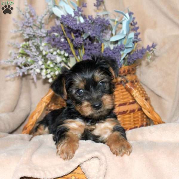 Misty, Yorkie Puppy
