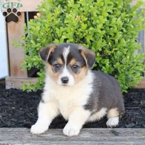 Misty, Pembroke Welsh Corgi Puppy