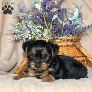 Misty, Yorkie Puppy