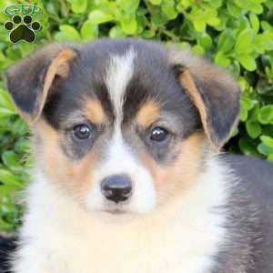 Misty, Pembroke Welsh Corgi Puppy
