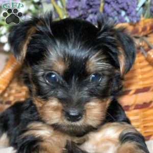Misty, Yorkie Puppy