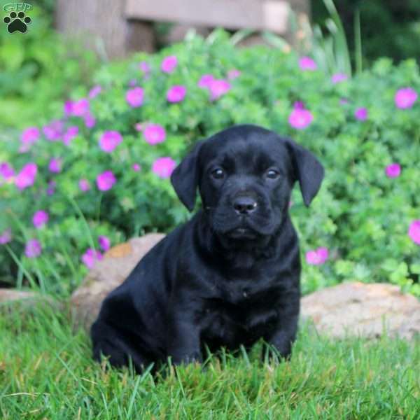 Mitch, French Bulldog Mix Puppy