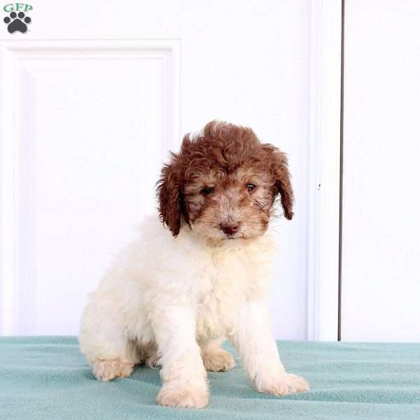 Mitch, Miniature Poodle Puppy