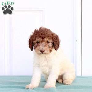 Mitch, Miniature Poodle Puppy