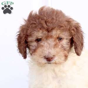 Mitch, Miniature Poodle Puppy