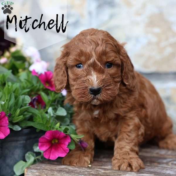 Mitchel, Cavapoo Puppy