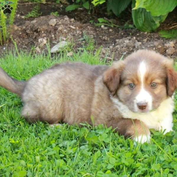 Mitchell, Miniature Australian Shepherd Mix Puppy