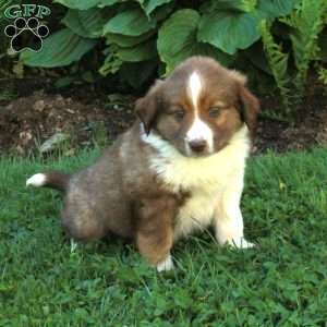 Mitchell, Miniature Australian Shepherd Mix Puppy