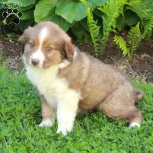 Mitchell, Miniature Australian Shepherd Mix Puppy