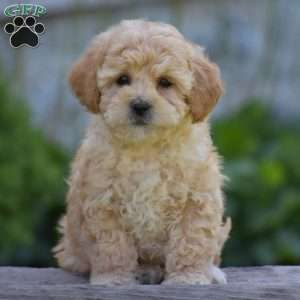 Mitzy, Cavapoo Puppy