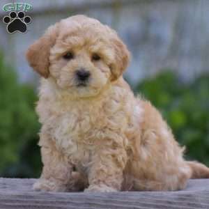 Mitzy, Cavapoo Puppy