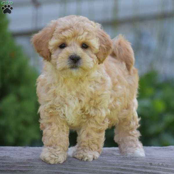 Mitzy, Cavapoo Puppy