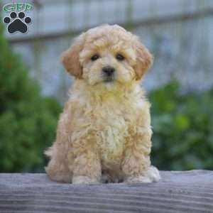 Mitzy, Cavapoo Puppy