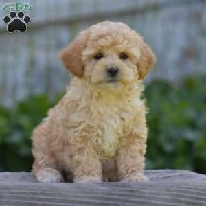 Mitzy, Cavapoo Puppy