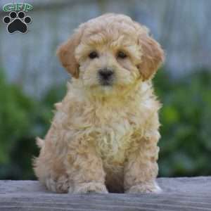 Mitzy, Cavapoo Puppy