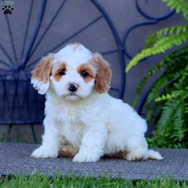 Mitzy, Cockapoo Puppy
