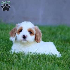 Mitzy, Cockapoo Puppy