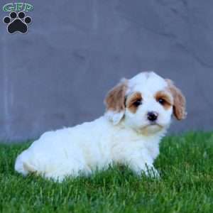 Mitzy, Cockapoo Puppy