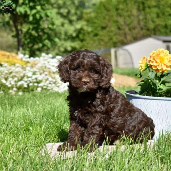 Mocha, Cockapoo Puppy