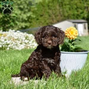 Mocha, Cockapoo Puppy