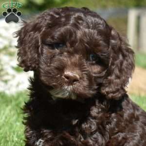 Mocha, Cockapoo Puppy