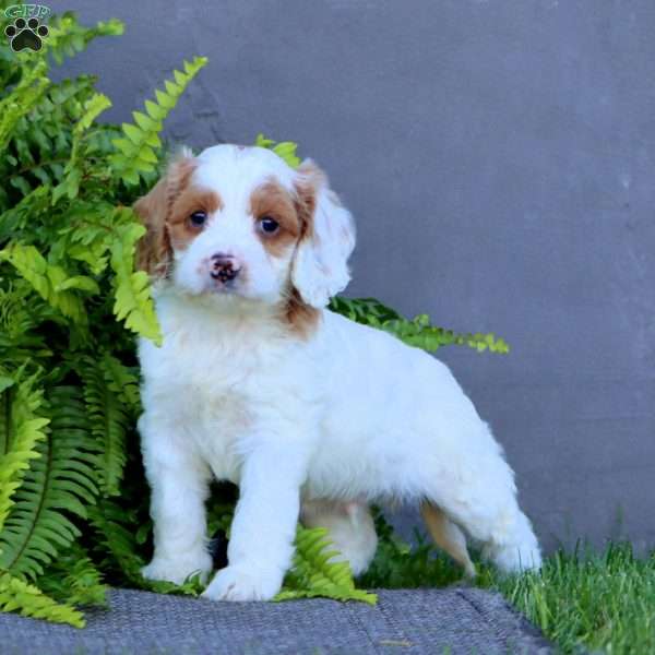 Mocha, Cockapoo Puppy