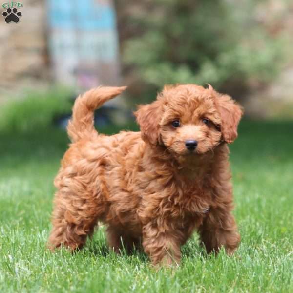 Mocha, Cavapoo Puppy