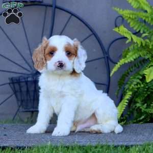 Mocha, Cockapoo Puppy