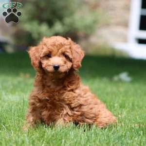 Mocha, Cavapoo Puppy