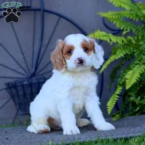 Mocha, Cockapoo Puppy