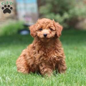 Mocha, Cavapoo Puppy