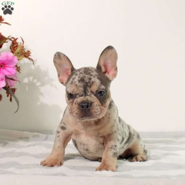 Mochi, French Bulldog Puppy
