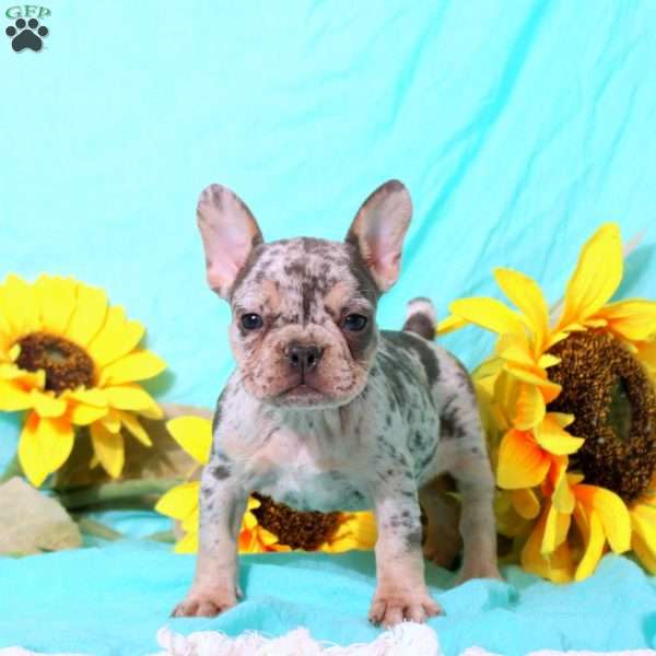 Mochi, French Bulldog Puppy