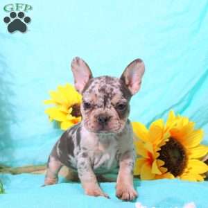 Mochi, French Bulldog Puppy