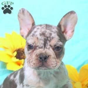 Mochi, French Bulldog Puppy