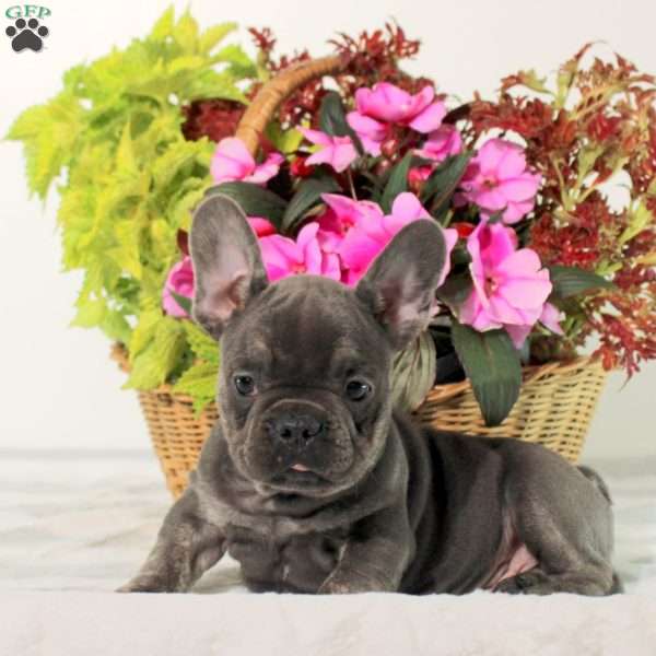 Moe, French Bulldog Puppy