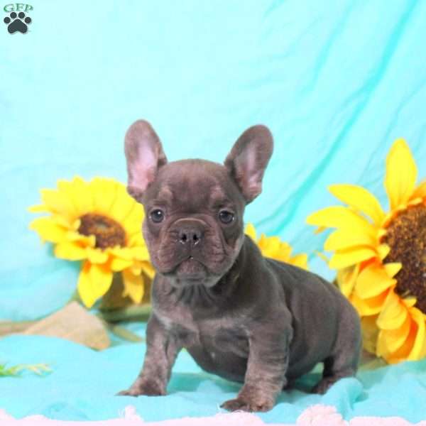 Moe, French Bulldog Puppy