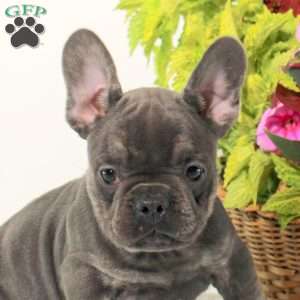 Moe, French Bulldog Puppy