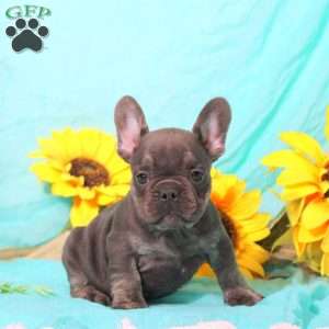 Moe, French Bulldog Puppy