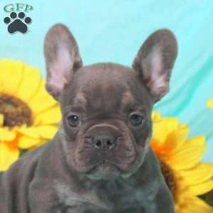Moe, French Bulldog Puppy