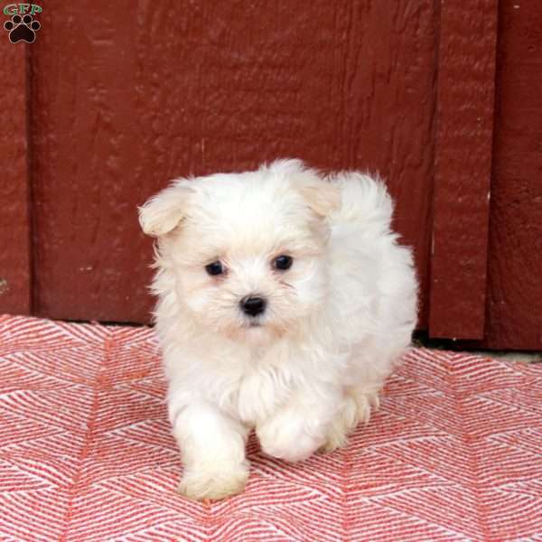 Molly, Maltese Puppy