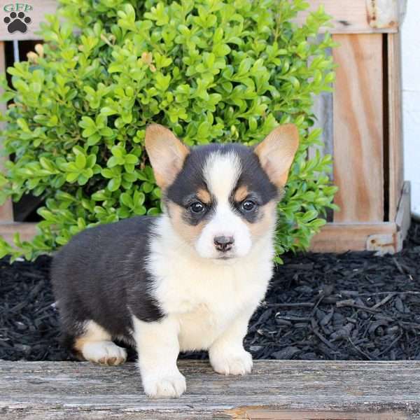 Molly, Pembroke Welsh Corgi Puppy