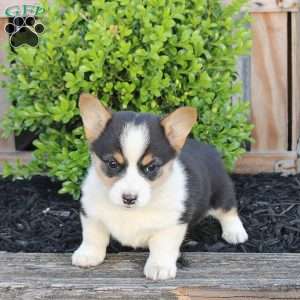 Molly, Pembroke Welsh Corgi Puppy