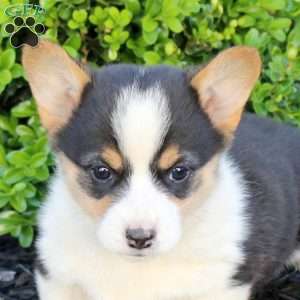 Molly, Pembroke Welsh Corgi Puppy