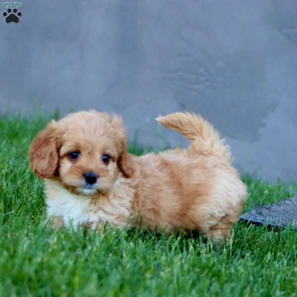 Molly, Cockapoo Puppy