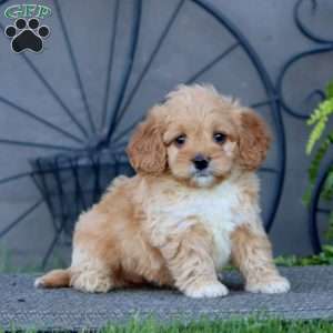 Molly, Cockapoo Puppy